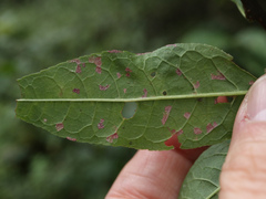 Pucciniastrum areolatum