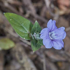 Ruellia jussieuoides