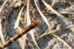 Erpetogomphus designatus