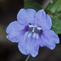 Ruellia jussieuoides