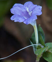 Ruellia jussieuoides