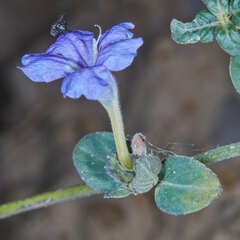 Ruellia jussieuoides