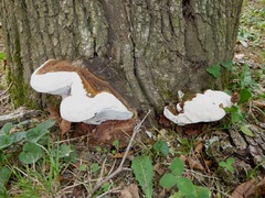 Ganoderma australe