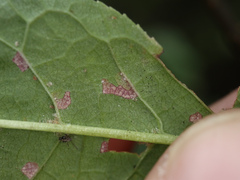 Pucciniastrum areolatum