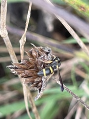 Parancistrocerus perennis
