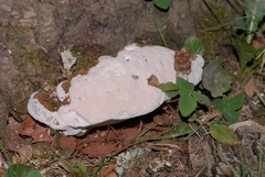 Ganoderma australe