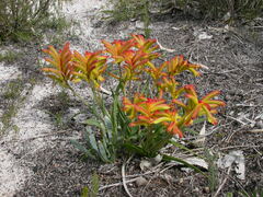 Anigozanthos humilis