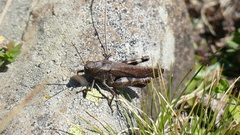 Psophus stridulus