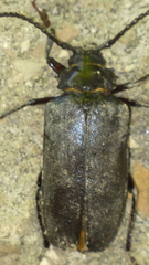 Prionus coriarius