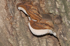 Ganoderma australe