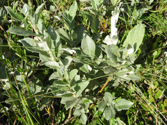 Salix lapponum