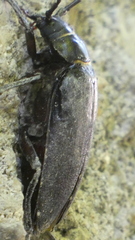 Prionus coriarius