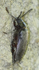 Prionus coriarius