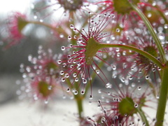 Drosera porrecta