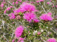 Melaleuca ryeae