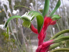 Anigozanthos manglesii