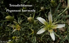 Peganum harmala