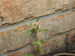 Gamochaeta americana