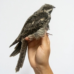 Caprimulgus europaeus