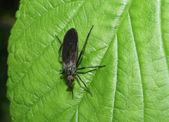 Empis