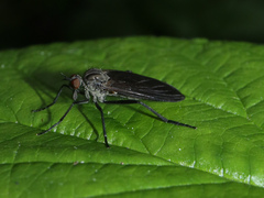 Empis