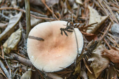 Lactarius pubescens