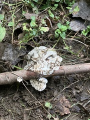 Fuscopostia fragilis