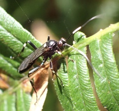 Achaius oratorius