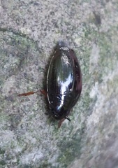 Gyrinus
