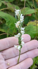 Spiranthes casei casei