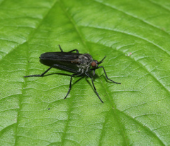 Empis