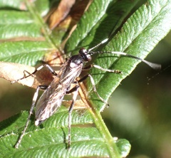 Achaius oratorius