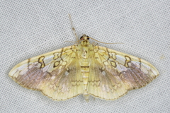 Pantographa limata