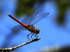 Sympetrum darwinianum