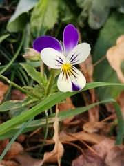 Viola × wittrockiana