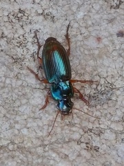 Harpalina