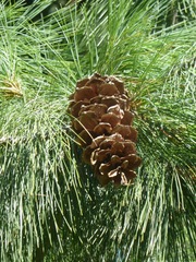 Pinus wallichiana