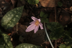 Colchicum