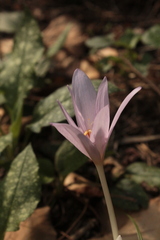 Colchicum