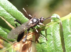 Achaius oratorius