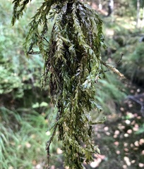 Fontinalis antipyretica