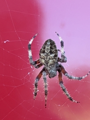 Neoscona domiciliorum