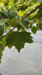 Platanus occidentalis