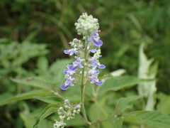 Vitex