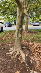 Platanus occidentalis