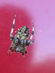 Neoscona domiciliorum