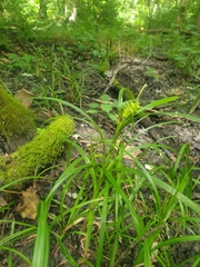 Carex lupuliformis