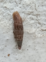 Laciniaria plicata