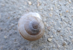 Backeljaia gigaxii