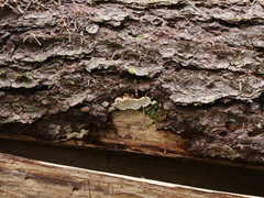 Neoantrodia serialis